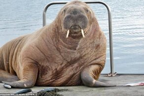 Знаменитый морж-путешественник объездил Европу, и направился домой