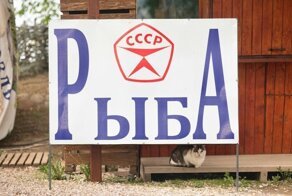 Красивые и милые котики