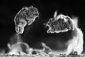 Лучшие черно-белые снимки дикой природы по версии WildArt