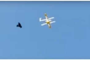 В Австралии ворон напал на дрона-курьера