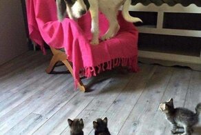 Прикольная подборка фото про трусливых Собак