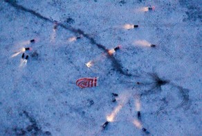 Экипаж Союза благополучно приземлился (6 фото)