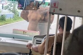 Водитель автобуса пожалел о том, что подъехал близко к слону
