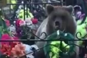 В Ханты-Мансийске медведь пришел на кладбище, чтобы полакомиться конфетами