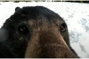 Медведь нашёл в лесу камеру и случайно включил запись