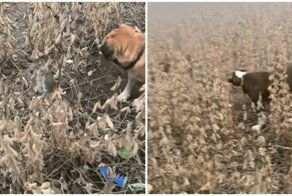 Вас заметили: мышь пытается спрятаться от собак