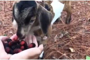 Верхом на козе: необычные друзья лакомятся ягодами