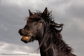 Уморительные фото животных с конкурса Comedy Pet Photo Awards 2021