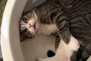 20+ любопытных котов, которых обнаружили там, где они быть не должны