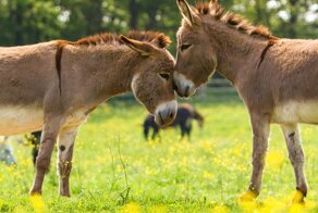 20+ чудесных фото осликов, которые показывают, какие они милые животные