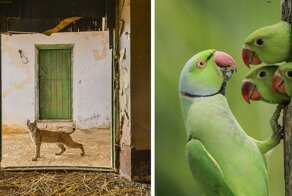 16 финалистов конкурса фотографий дикой природы
