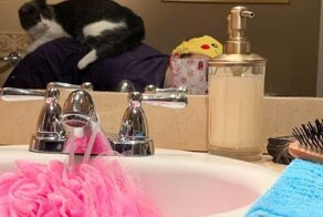 15 беспардонных питомцев, чья наглость балансирует просто на грани