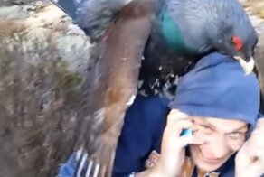 Глухарь подкрался незаметно