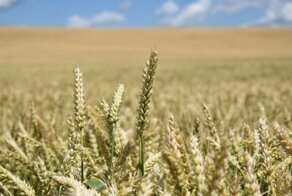 Узбекистан возьмёт в аренду 1 млн га российской земли и завезёт гастарбайтеров