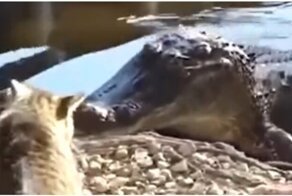 Cтрашнее кошки зверя нет