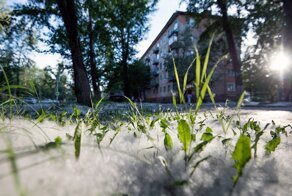 Почему в СССР высаживали тополя?