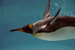 Как живёт королевский пингвин: 10 интересных особенностей из жизни крупной нелетающей птицы