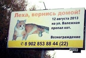 Кошачьи объявления для улучшения настроения