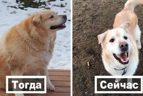 30 зверюшек-плюшек, которые похудели и теперь отлично выглядят