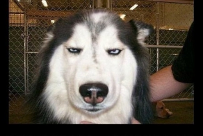 Собаки разновсяки (7 фото)