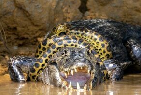 Беспощадная борьба каймана с крупной анакондой