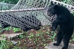 Медвежата обнаружили гамак и решили покачаться