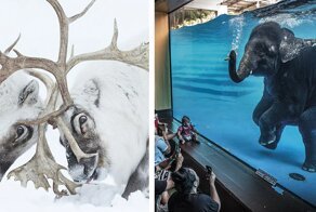 Лучшие работы конкурса фотографий дикой природы Wildlife Photographer of the Year 2021