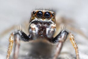 20 удивительных макрофотографий, которые позволят увидеть мельчайшие детали крошечных вещей