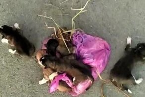 Работники мусоровоза спасли щенят, которые едва не погибли под прессом