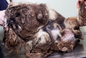 Бездомный комок шерсти (10 фото)