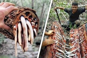 Почему корабельные черви — одни из самых загадочных животных в мире?