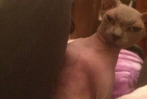 15 забавных любимцев, которым надоело быть хорошими ребятами