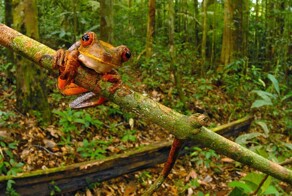 Редкие растения и существа Южной Америки