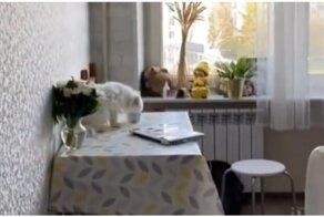 Кот, который очень любит сметану