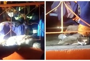 Появилось видео реанимации волка, гулявшего по Уфе, и травмированного при поимке спасателями