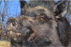 Кабан вломился на заправку в Феодосии