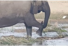 Разъярённая слониха затоптала крокодила, защищая своего детеныша