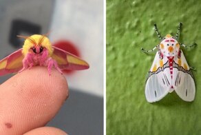 40 фото интересных насекомых, которыми поделились пользователи сети