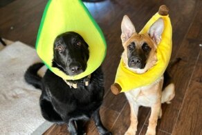 16 питомцев, чьи хозяева придумали им такие костюмы, что просто закачаешься