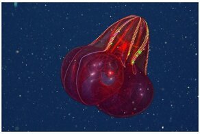 Вы не поверите, что они живые: 23 фантастические твари из морской пучины