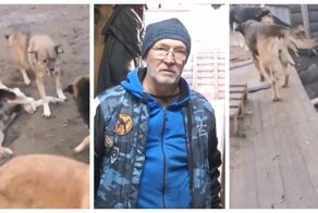 В Воронеже неизвестные пробрались в приют для собак и жестоко убили часть постояльцев