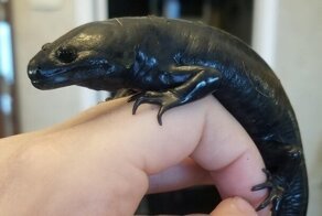 15 человек, которым попались редкости - одна на миллион