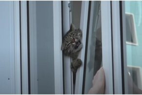 В Омске парень спас застрявшего в окне кота