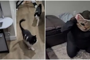 Реакция кошек на появление хозяйки в маске кота