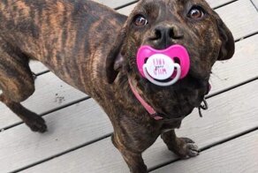 15 весёлых хвостатых, которые идеально развлекут вас в середине недели