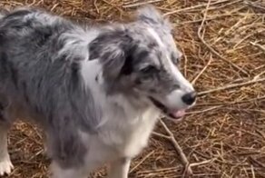 Сообразительная пастушья собака выводит овец на прогулку