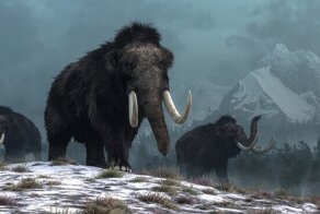 Мамонты вымерли не из-за того, что на них охотились, и теперь это доказано