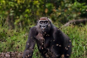 Кадры о том, как важно беречь нашу природу: конкурс The Nature Conservancy