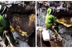 Добытчику меда стоило быть осторожнее с дикими пчелами