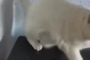 Кошка нашла эффектный способ спуститься со шкафа